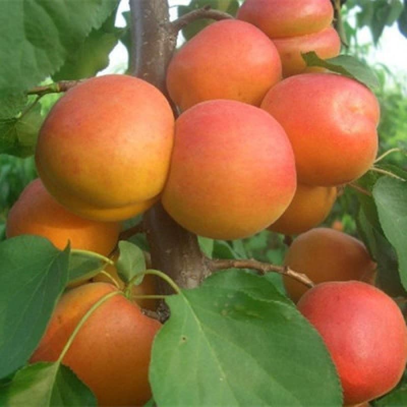 Grafted Apricot Seedlings Sweet Apricot Seedlings Giant Honey King Apricot Tree Fruit Tree Seedlings Suitable for Southern and Northern Planting, Bear Fruit in the Same Year