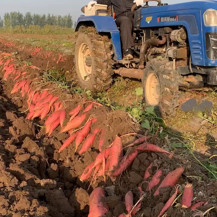Degradable film specifically for sweet potatoes; manufacturer of biodegradable mulch film for sweet potatoes; biodegradable agricultural film.