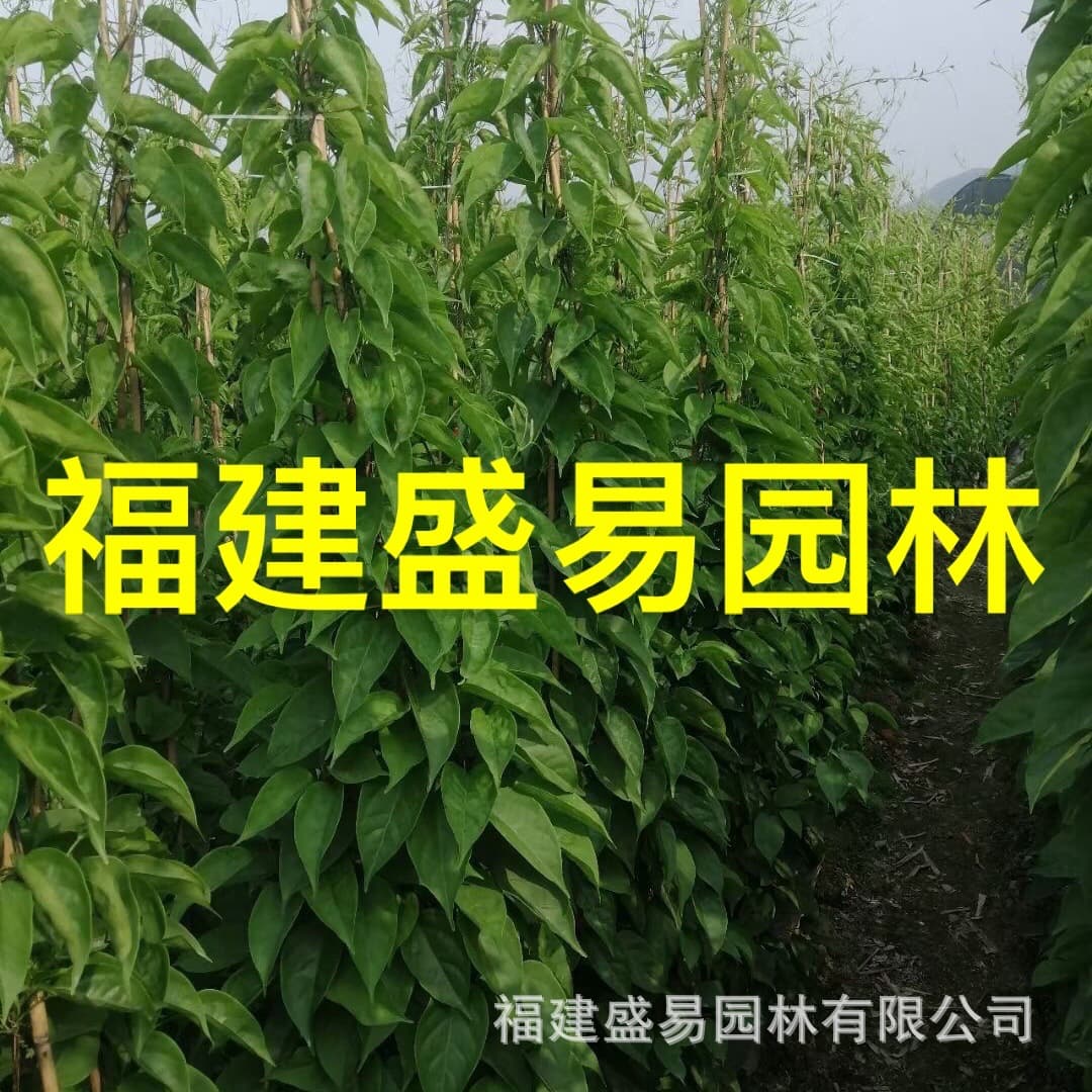 Sichuan Firecracker Flower Wholesale, Fujian Firecracker Flower Price, Zhangzhou Firecracker Flower Base Supply Firecracker Vine