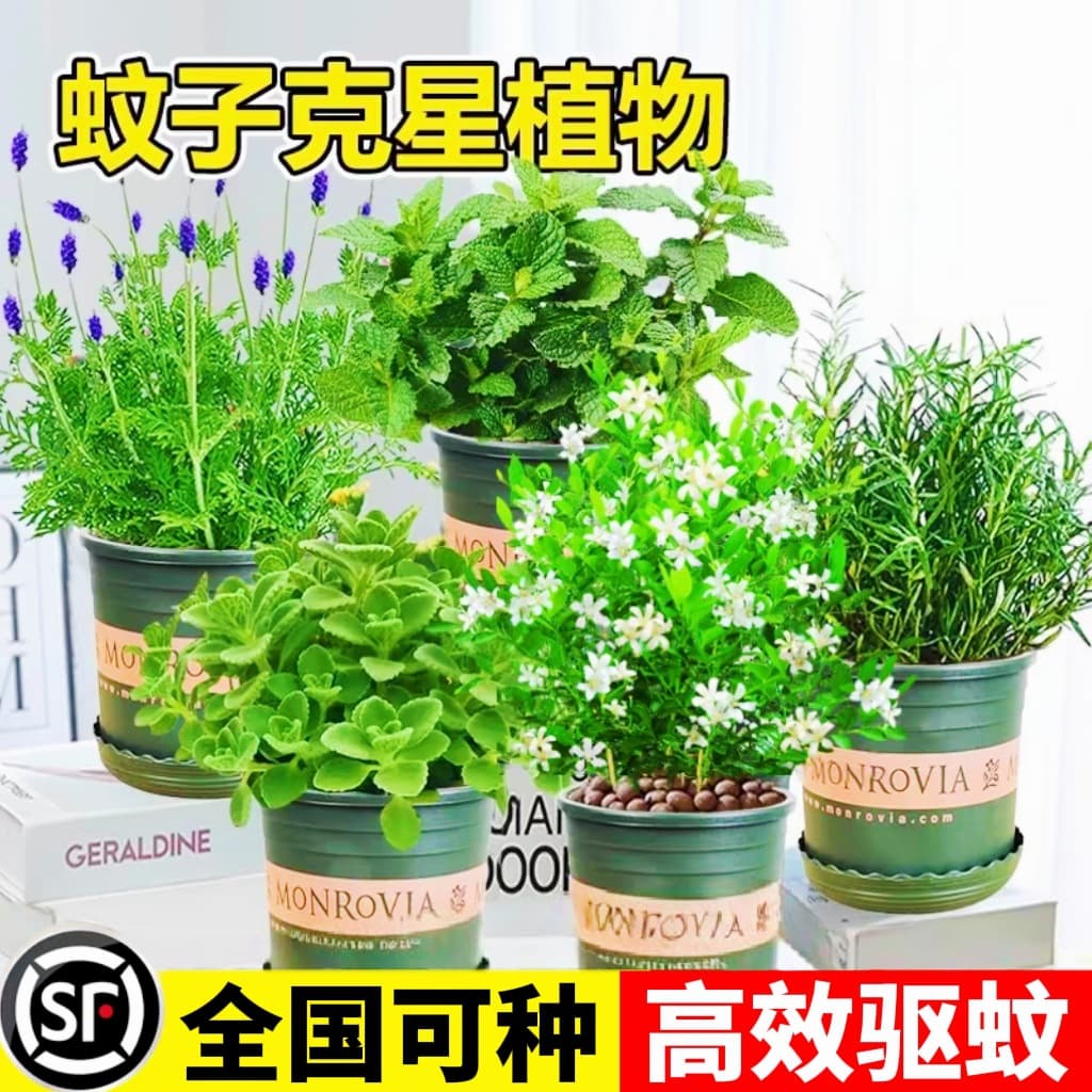 Mosquito-repelling plants: herbs, rosemary, lemon, mint, lemongrass, potted indoor plants for repelling mosquitoes and insects (default option)