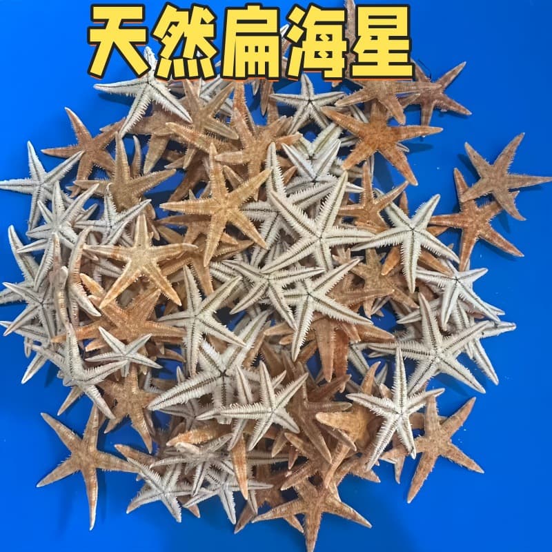 Wholesale Crafts, Study Natural Starfish Decor, DIY Flat Starfish, Conch Shells, Bread Starfish Ornaments