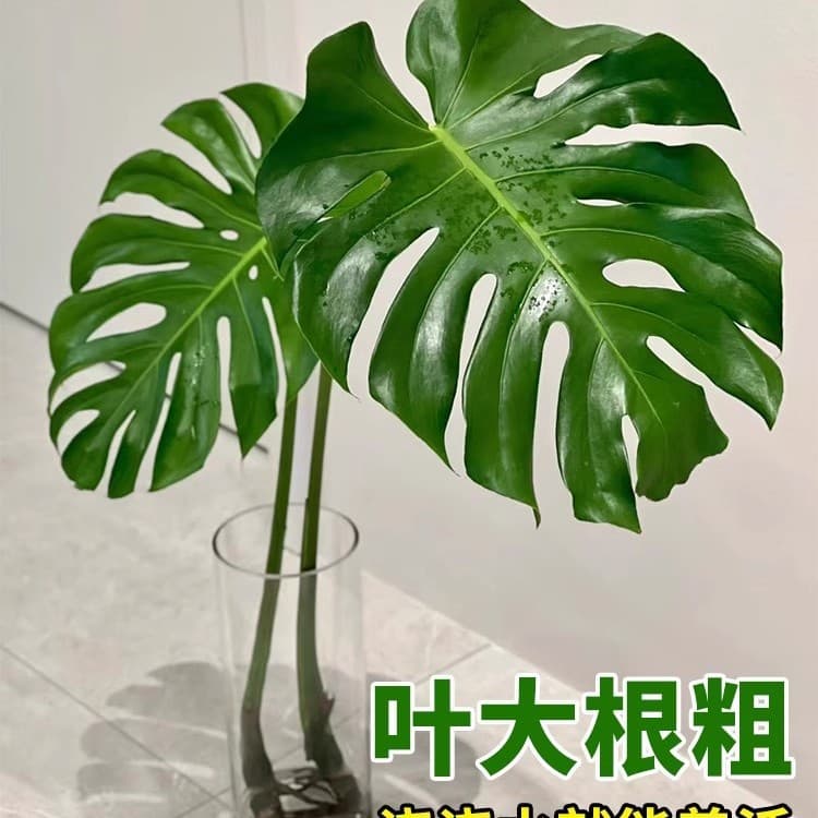 Hydroponic Large Monstera Deliciosa Dwarf Potted Plant, Indoor Living Room Large Hydroponic Old Stem Monstera Deliciosa Trendy