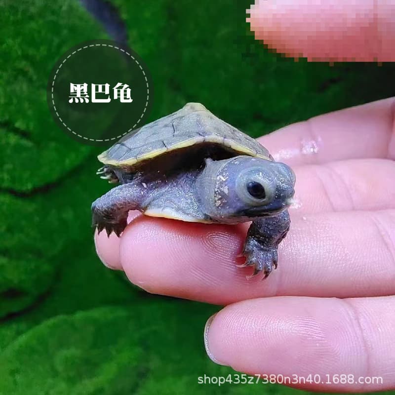 Mutant Red-Eared Slider, Black Red-Eared Slider, Albino Red-Eared Slider, Jelly Turtle, Caramel Turtle, Gold Powder Turtle, Mutant Albino Turtle
