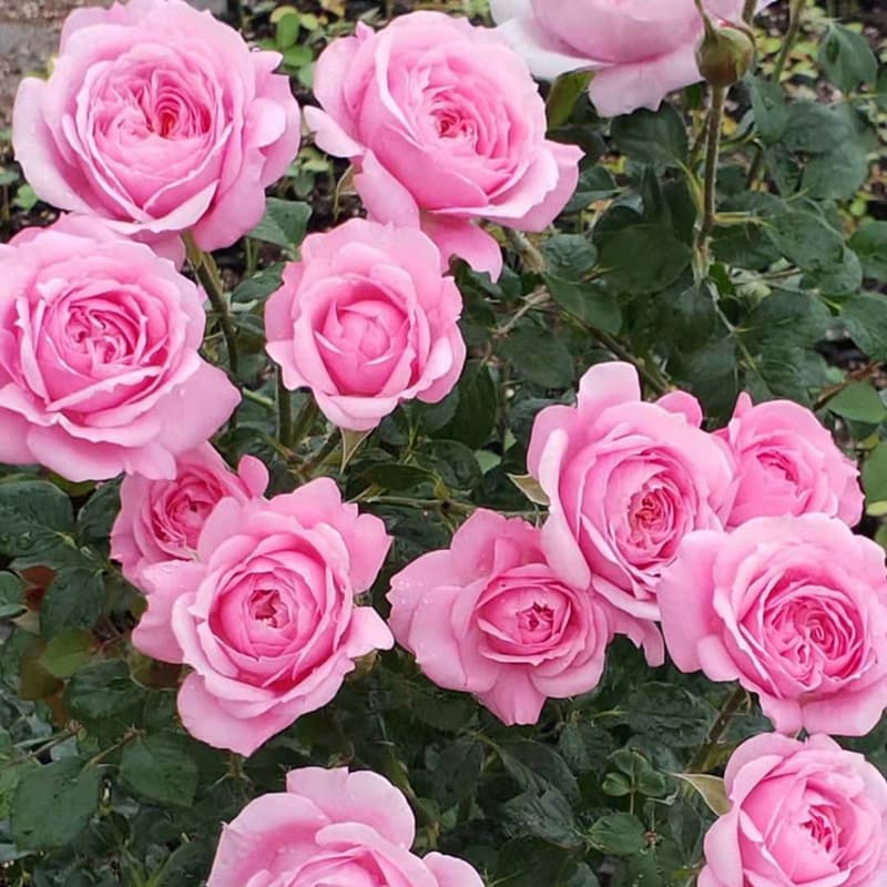 Dropshipping Available: Fairy Bell Multi-flowering, Four-season Blooming Balcony Potted Plant, Indoor Rose Sapling, European and Chinese Rose Varieties
