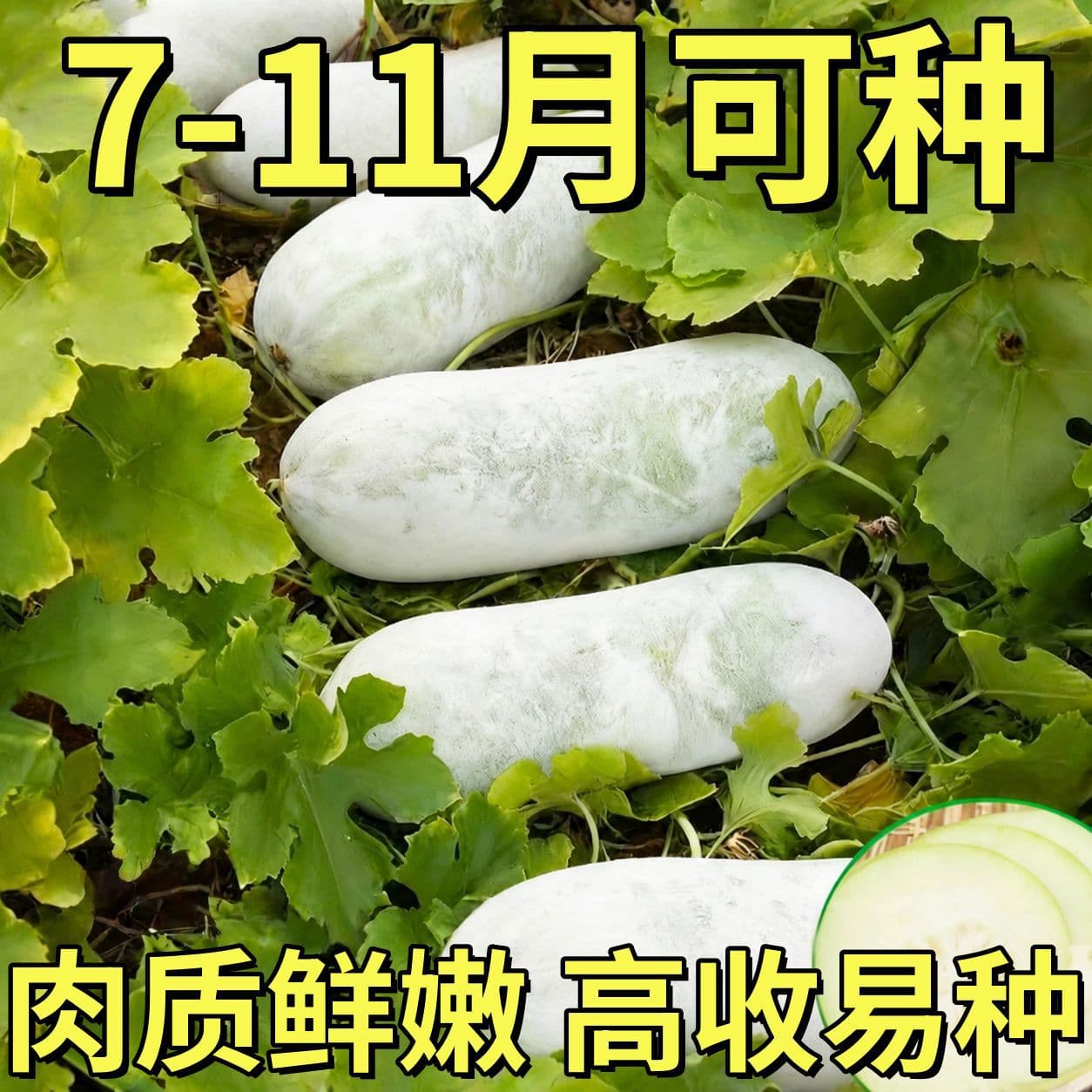 Local Wax Gourd Seedlings Farmhouse Self-Grown Old Variety White Wax Gourd Seedlings Native Ground-Crawling Wax Gourd Seasonal Vegetable Seedlings