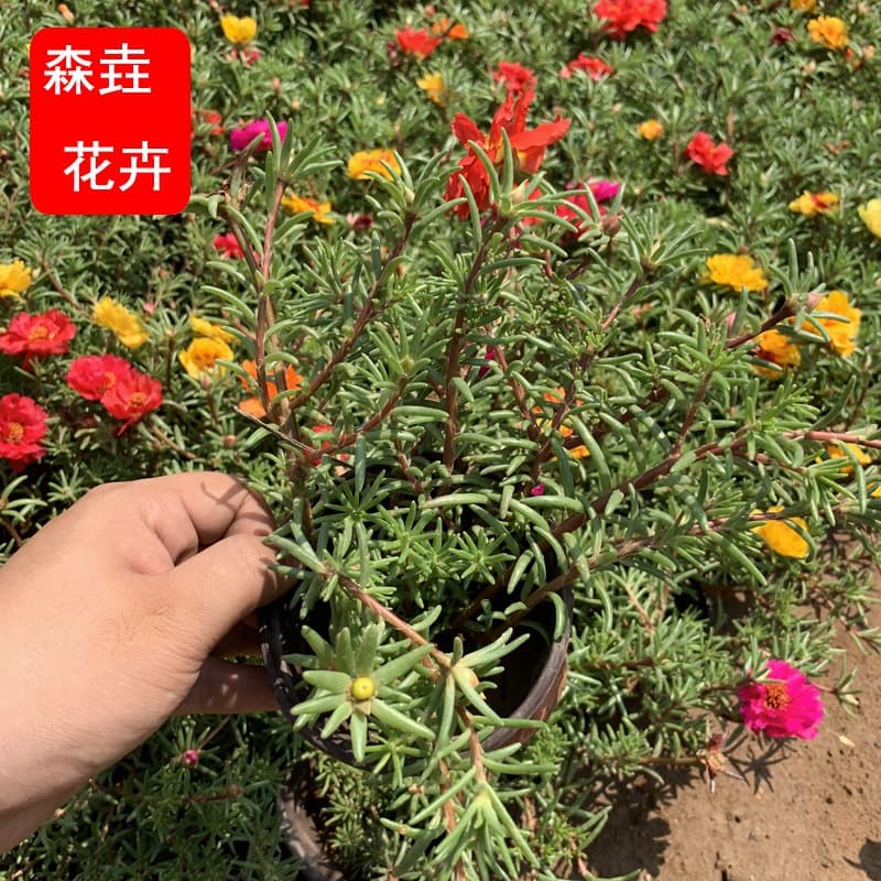 Sunflower Purslane Mixed Colors Balcony Potted Garden Flowers Seasonal Perennial Greenery Seedlings Wholesale