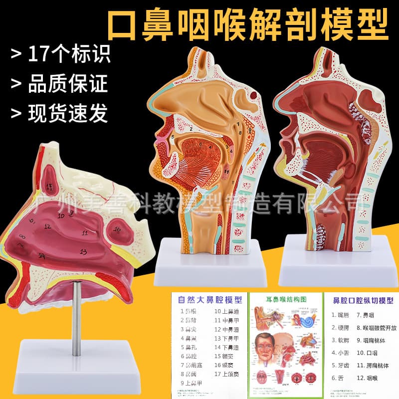 Nasal Cavity, Oral Cavity, Larynx, and Pharynx Model. Blood Vessels and Nerves on the Inner Surface of Diseased Mouth, Nose, and Throat Model. Pathology