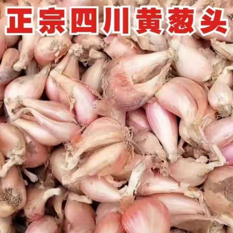 Fresh Yellow Onion, Firm White Onion, Sichuan Fire Onion, Four-Season Small Fragrant Onion, Hairy Onion, Red Onion for Planting in Pots for Oil Extraction