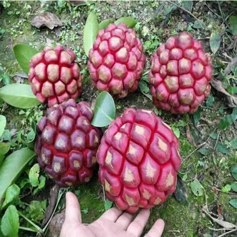 Black Tiger Fruit Seeds, Large Blood Vine Bufona Fruit Seeds, New Variety, Suitable for Planting and Seedling Production in Both Northern and Southern Regions