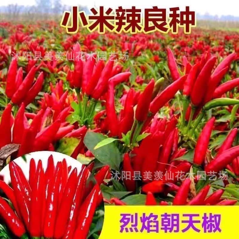 Chili seeds, pointed peppers, horn pepper seeds, red chili seeds, bird's eye chili, balcony all-season chili.