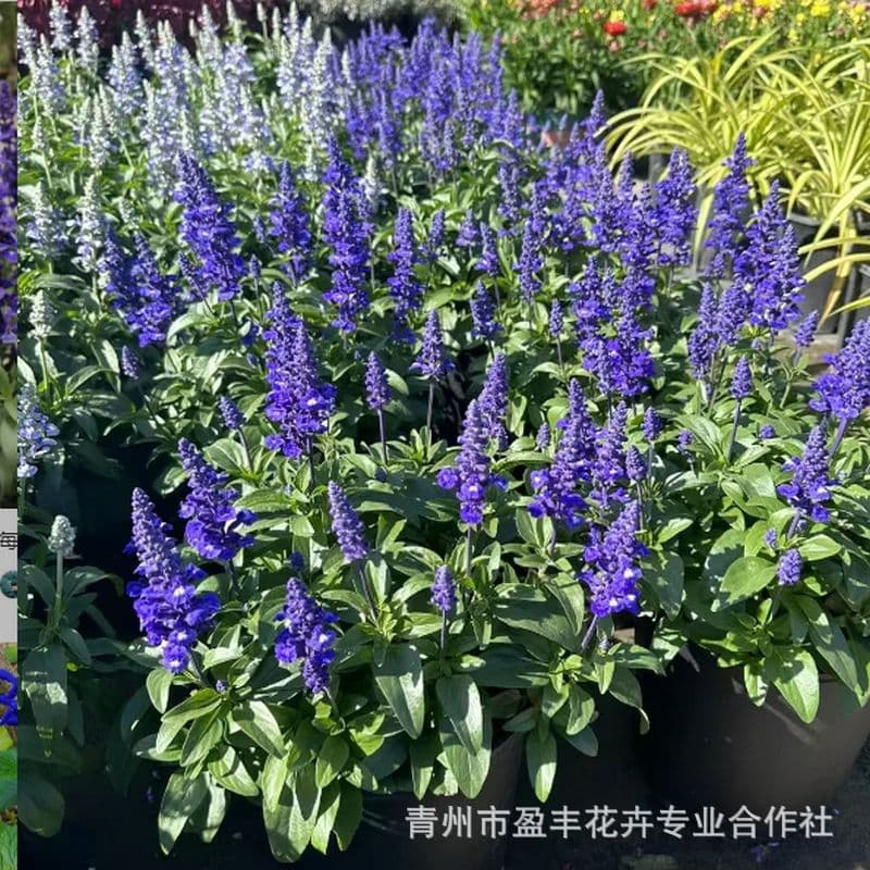 Orchid Sage, Easy-to-Grow Year-Round Seedlings for Landscape Gardens, Balcony Flower Sea, Courtyard Plants, Cold and Drought Tolerant Perennials