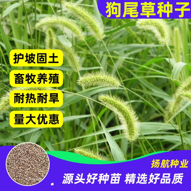 Factory wholesale foxtail grass seeds, Pennisetum seeds for regreening, engineering greening slope protection grass seed wholesale