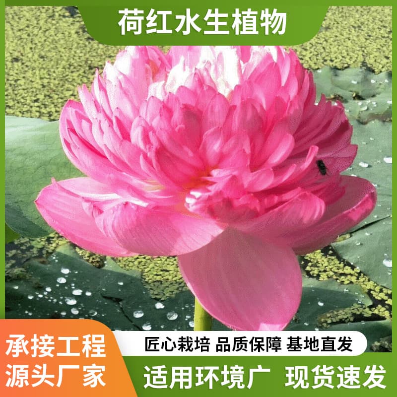 Lotus Seedlings Lotus Plant Lotus Planting Lotus Base Ecological Floating Island Factory Direct Stock