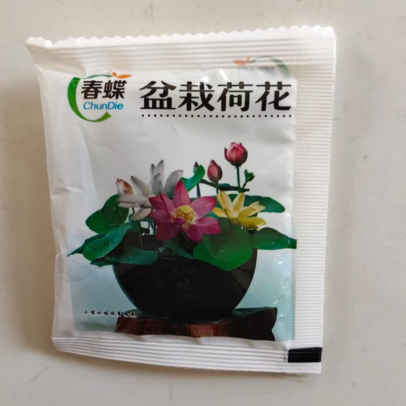 Factory Wholesale Potted Lotus Seeds Water Lily Bowl Lotus Four Seasons Hydroponic Soilless Planting Bloom