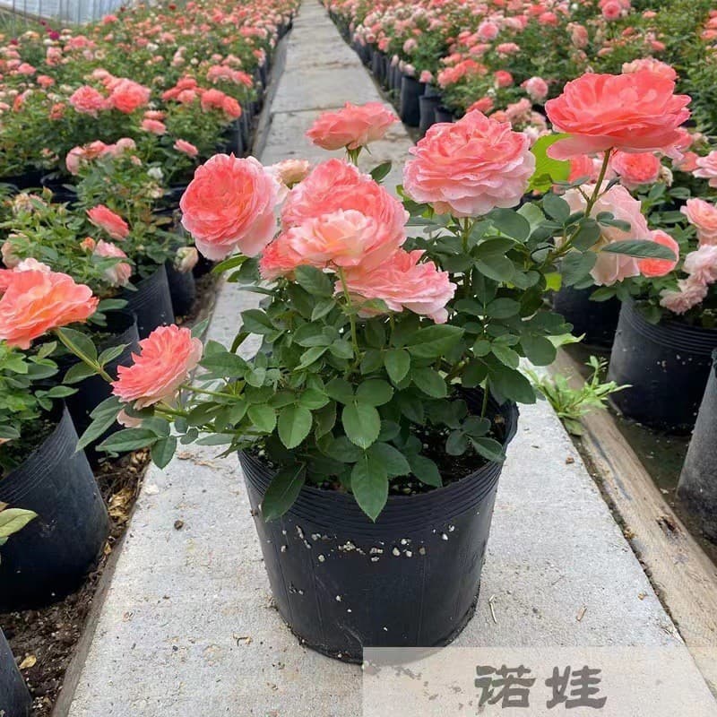 Juice Balcony Shrub Rose Large Flower Patio Balcony Garden Plant Potted Multi-Season with Flower Buds