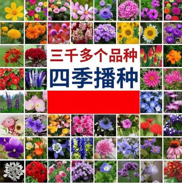 Cross-border best-selling small pack of over 60 flower seeds, suitable for all seasons, home gardening e-commerce supply, factory wholesale