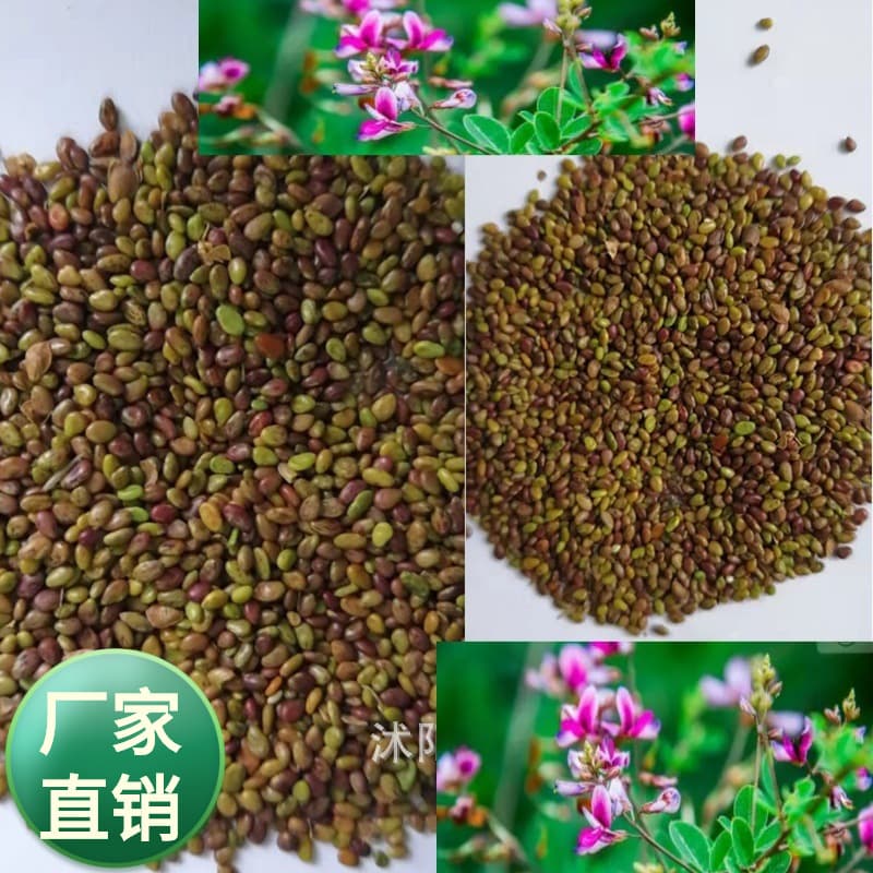 Wholesale Legumes, Wild Beautiful Gardenia Seeds, Shrubs, Small Trees, Greening Tree Species for Mountain Slopes and Steep Slopes
