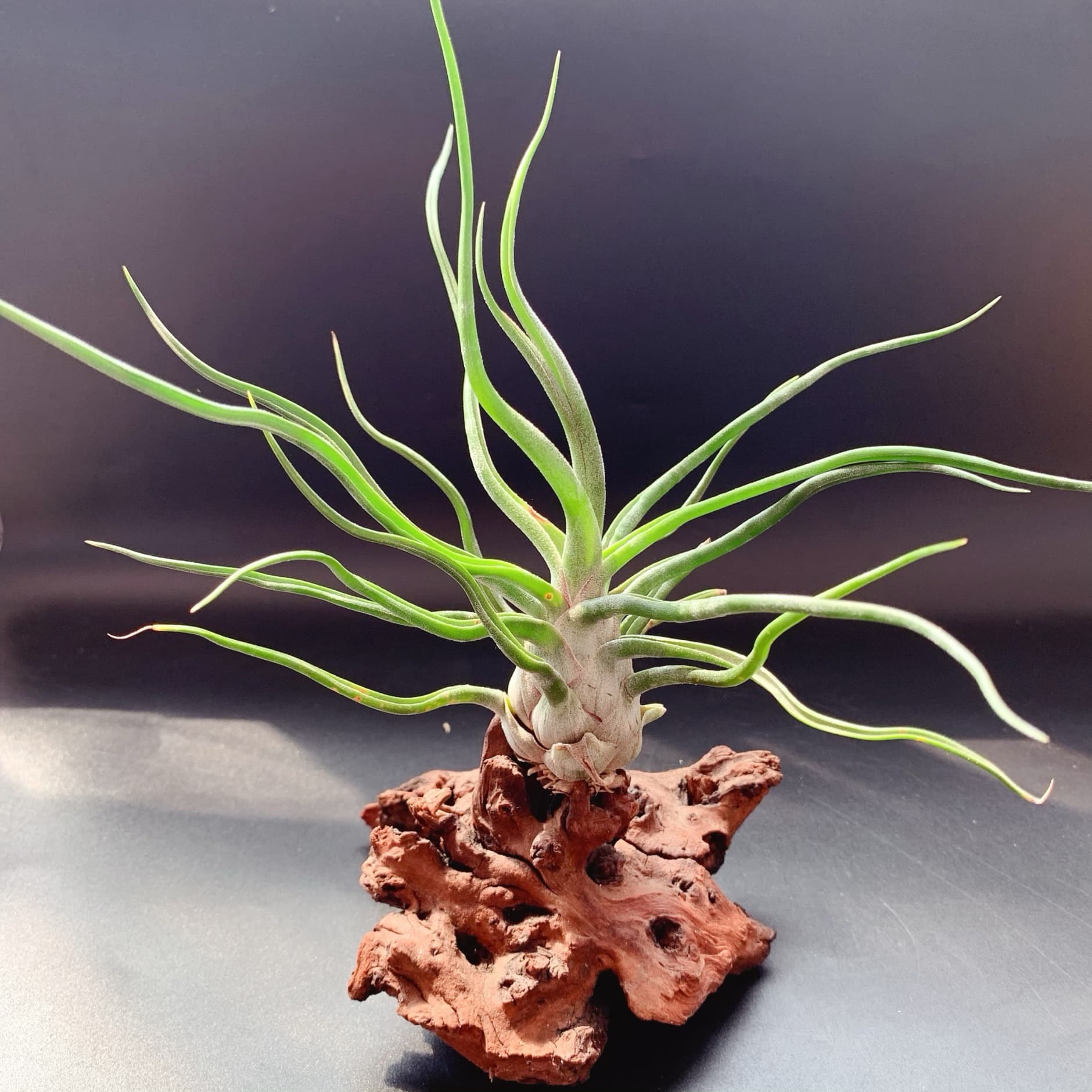 Showtime Octopus Curl Manufacturer Direct, Base Shipping - Air Plant Soilless Low-Maintenance Novel Plants