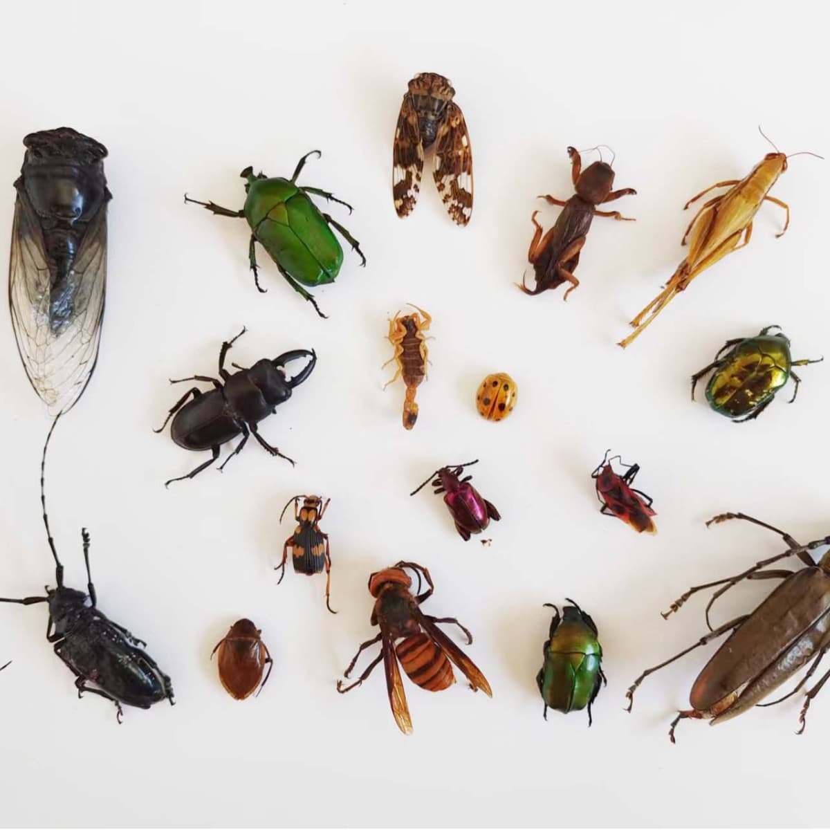 Insect Specimens: Various Beetles, Bees, Scarabs, Cicadas, Stag Beetles, Bugs, Longhorn Beetles, Domestic Insect Specimens for Teaching
