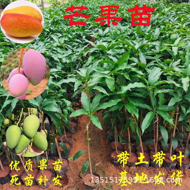 Wholesale Grafted Mango Seedlings, Four-Season Mango, Red Guifei Mango, Kate Mango Seedlings, Courtyard Ground Planting, Potted