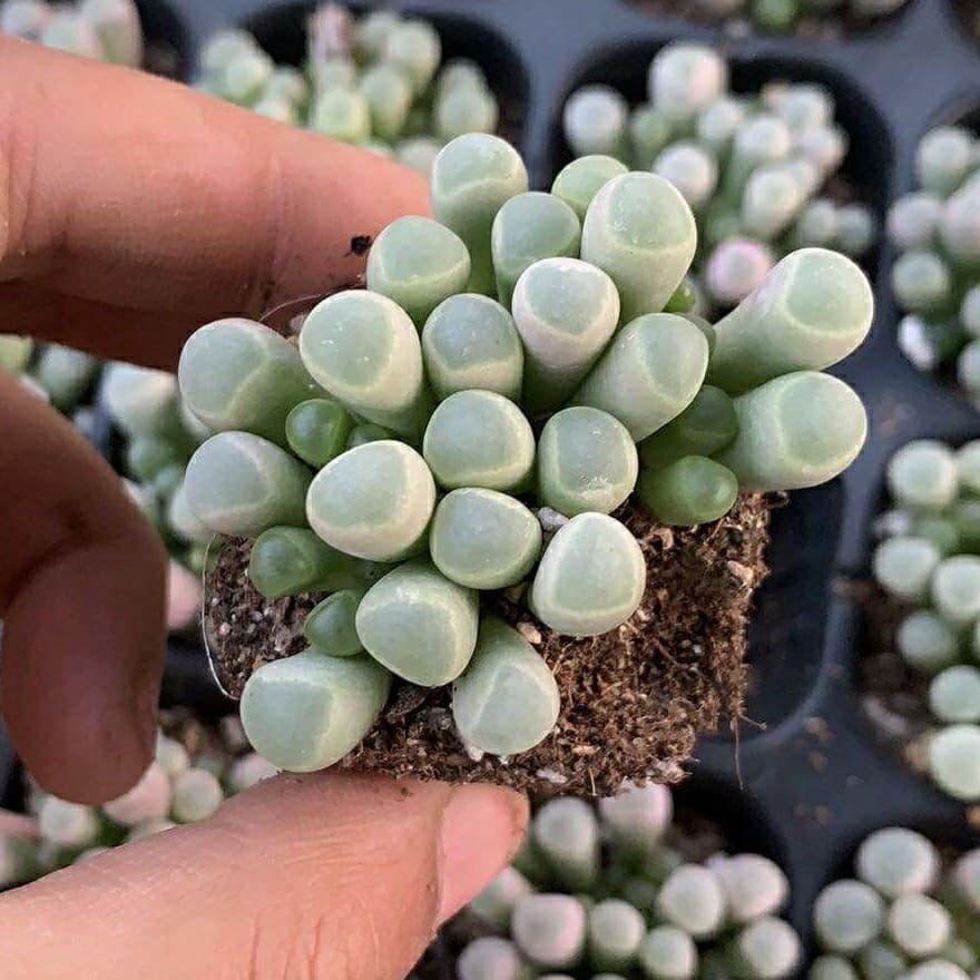 Lithops 2-3m plug seedlings, medium and large sizes available, direct sales from our succulent plant base.