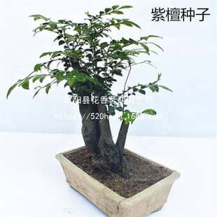 Indian Red Sandalwood Seeds - Pinnate Leaf Sandalwood, Dragon Wood, Cork Wood, Sandalwood Tree Seeds, Precious Wood Seeds