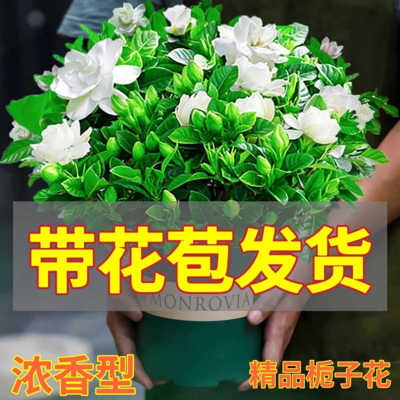 Large Bud Fragrant Gardenia Indoor Green Plant Potted Flowering All Seasons Easy Care Factory Supply Chain Wholesale