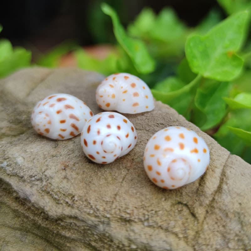 Spotted Cowrie Natural Conch Shell Small Spotted Cowrie Collection Specimen Hermit Crab Specific DIY Home Decoration