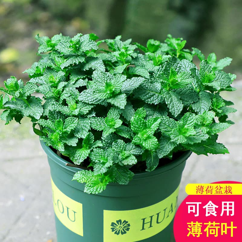 Lemon mint potted edible rosemary mint leaf seedlings mosquito repellent hydroponic flowers indoor green plants