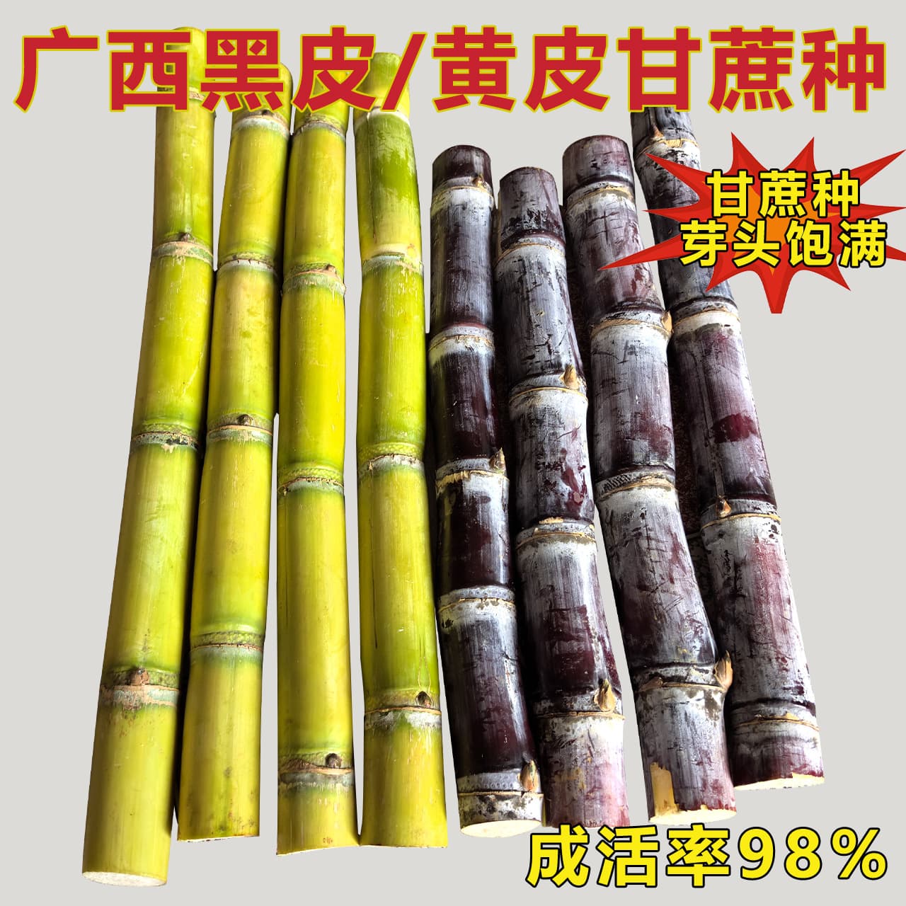 Black-skinned sugarcane seedlings, yellow-skinned sugarcane seedlings, green-skinned sugarcane seedlings, genuine first-generation sugarcane seedlings, fruit sugarcane seedlings
