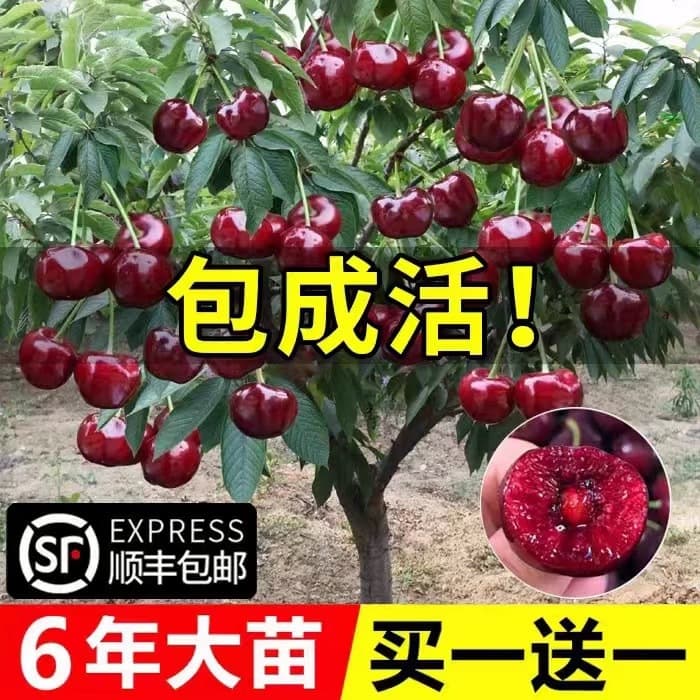 Cherry saplings, grafted seedlings, large potted cherry saplings, ground planting, suitable for both southern and northern climates, suitable for year-round planting, bearing fruit in the same year.