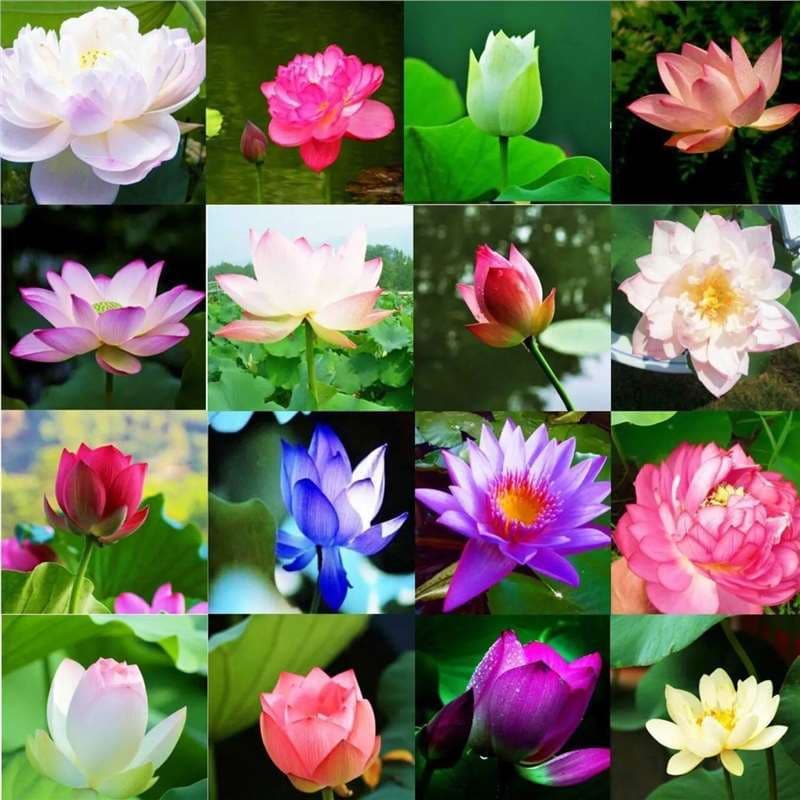 Sowing bowl lotus seeds in all four seasons, already opened hydroponic plants, water lily and lotus seeds, indoor planting in green plants and flowers