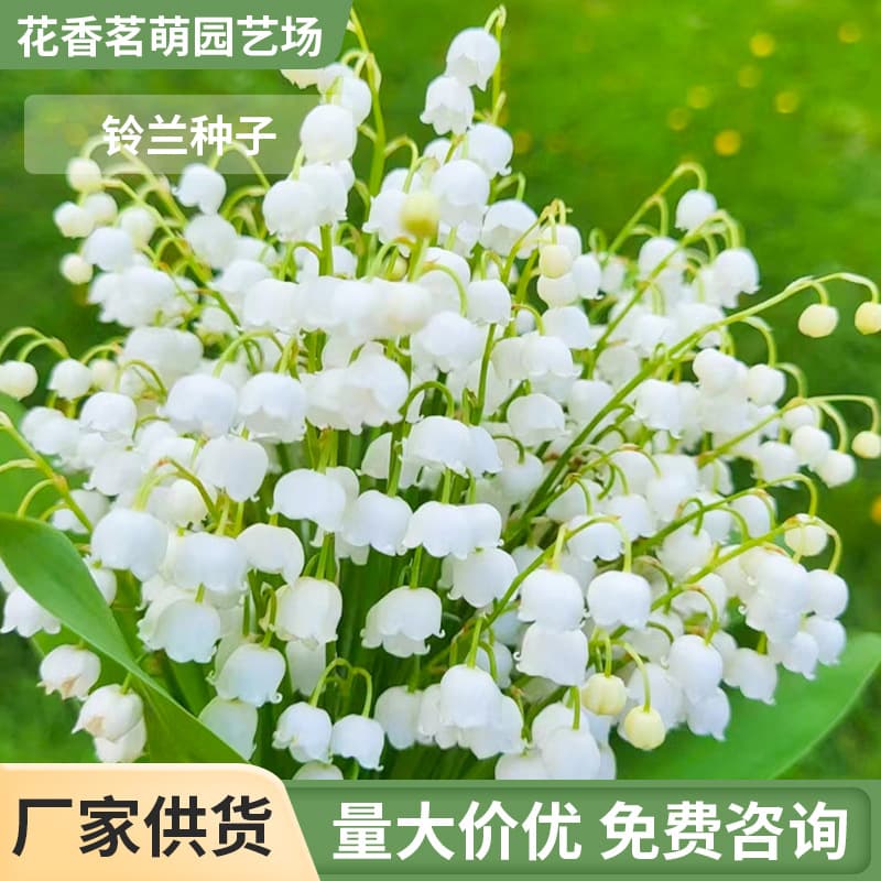 Four Seasons Potted Bulbs Lily of the Valley Seedlings Lily of the Valley Bulbs Root Flowering Plants Blooming Same Year with Buds Shipped