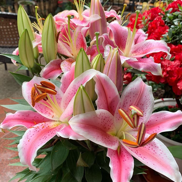 Wholesale Oriental Lily Bulbs with Sprouts, Four-Season Easy-Grow Seeds, Green Plant Bulb Flowers, Potted Lily