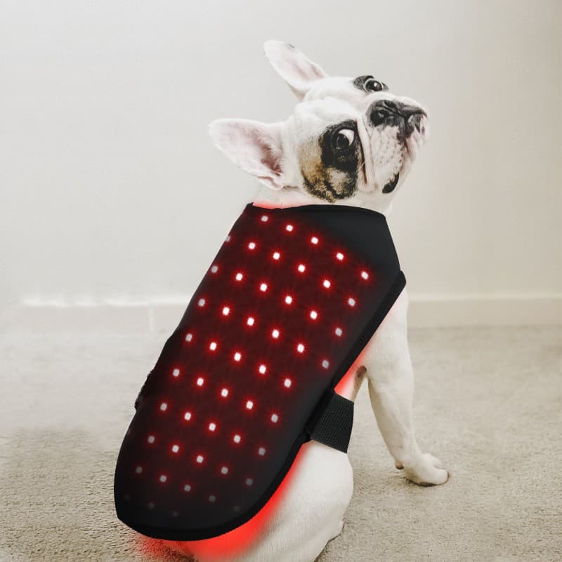 Size S Red Light Infrared Therapy for Cat and Dog Back/Abdomen Injury Recovery Fracture Healing Home Wireless Portable Timer