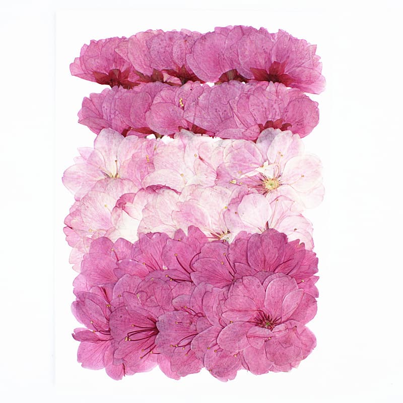 Sakura Combo Pack Real Flower Pressed Specimen Petals for Face Decoration, Pressed Flower Lamp, Candle, Frame Art, Dried Flower DIY Materials