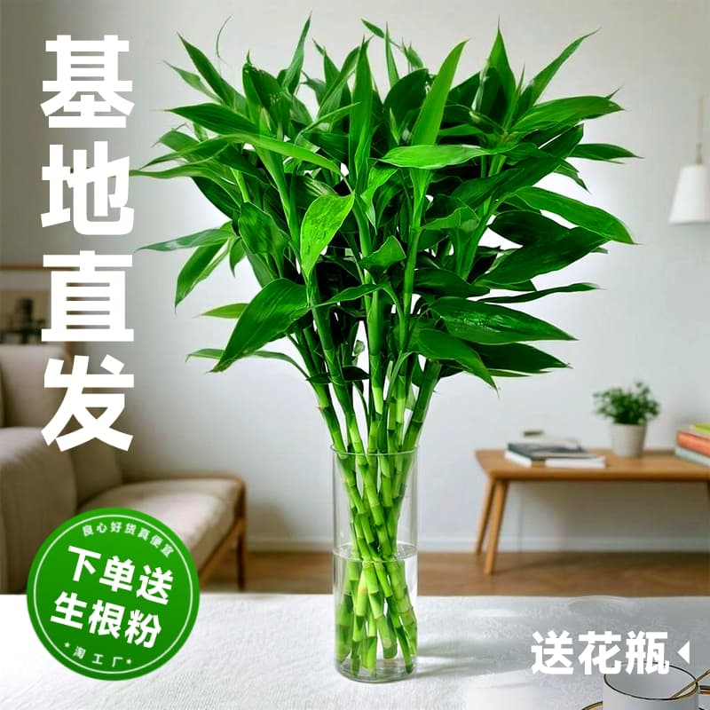 Lucky Bamboo Hydroponic Plant, Living Room Fortune-Attracting Bamboo, Tall Green Pothos, Potted Plant, Indoor Flower