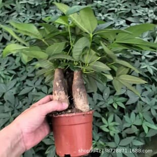 Money Tree Potted Plant Indoor Flower Plant Indoor Green Plant Indoor Living Room Tree Easy Care Small Potted Wholesale