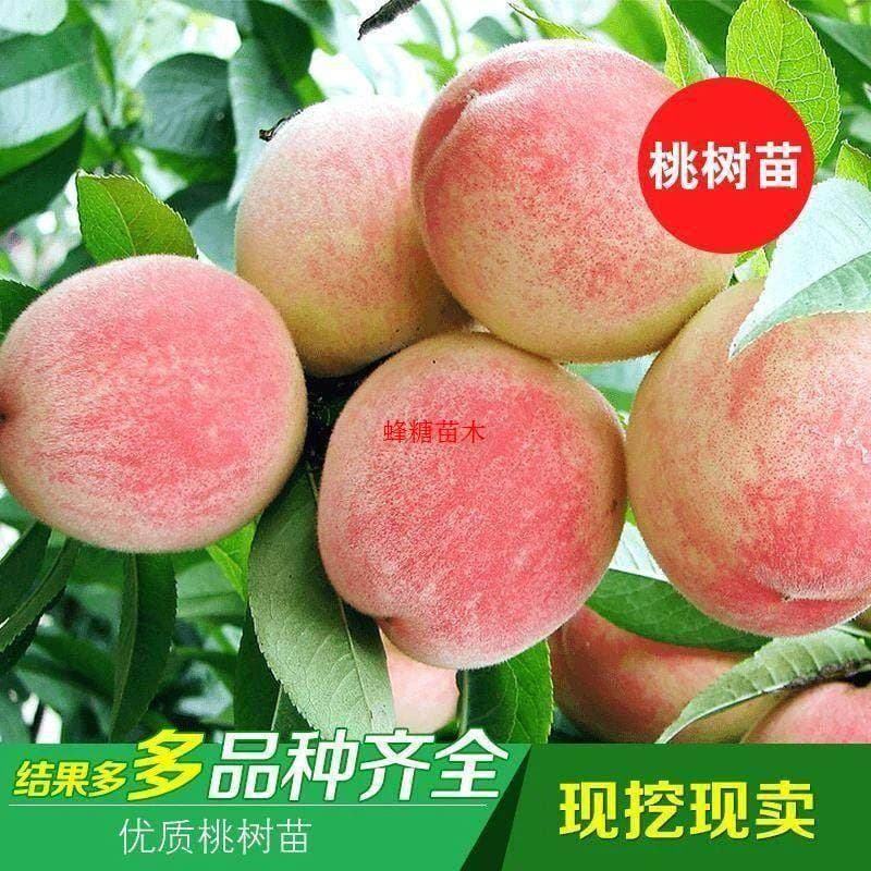 Blood Peach Tree Seedling, Juicy Peach Tree Seedling, Fruit Tree Seedling, Splendid Yellow Peach Seedling, Bearing Fruit Same Year, Ying Shuang Hong Winter Peach Tree Seedling