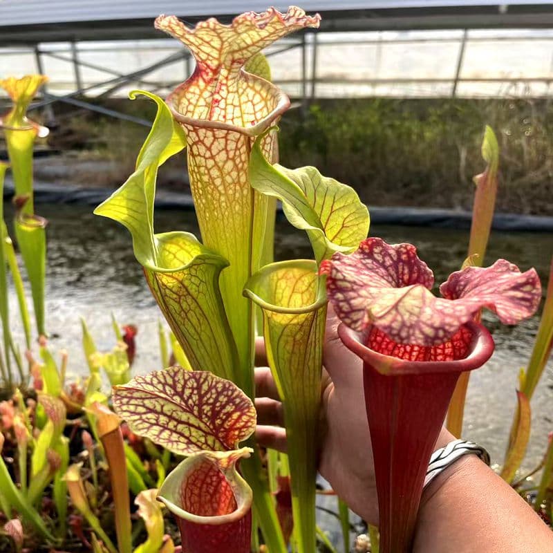 Flytrap Potted Mosquito Repellent Plant Piranha Pitcher Plant Bottle Grass Sphagnum Mini Flower Green Plant Hydroponic Plant
