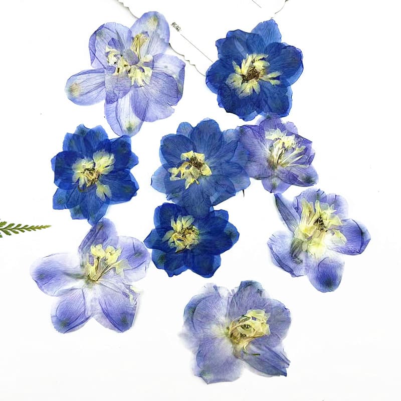 Delphinium Dried Flower Pressed Flower Wholesale Plant Specimen Bookmark Frame Handmade Material Candle Pressed Flower Lamp Phone Case