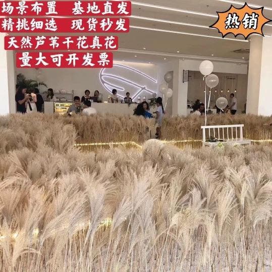 Dust Small Reed Dried Flower Wholesale Duster Small Bouquet Wedding Decoration Pink Preserved Flower Weaving