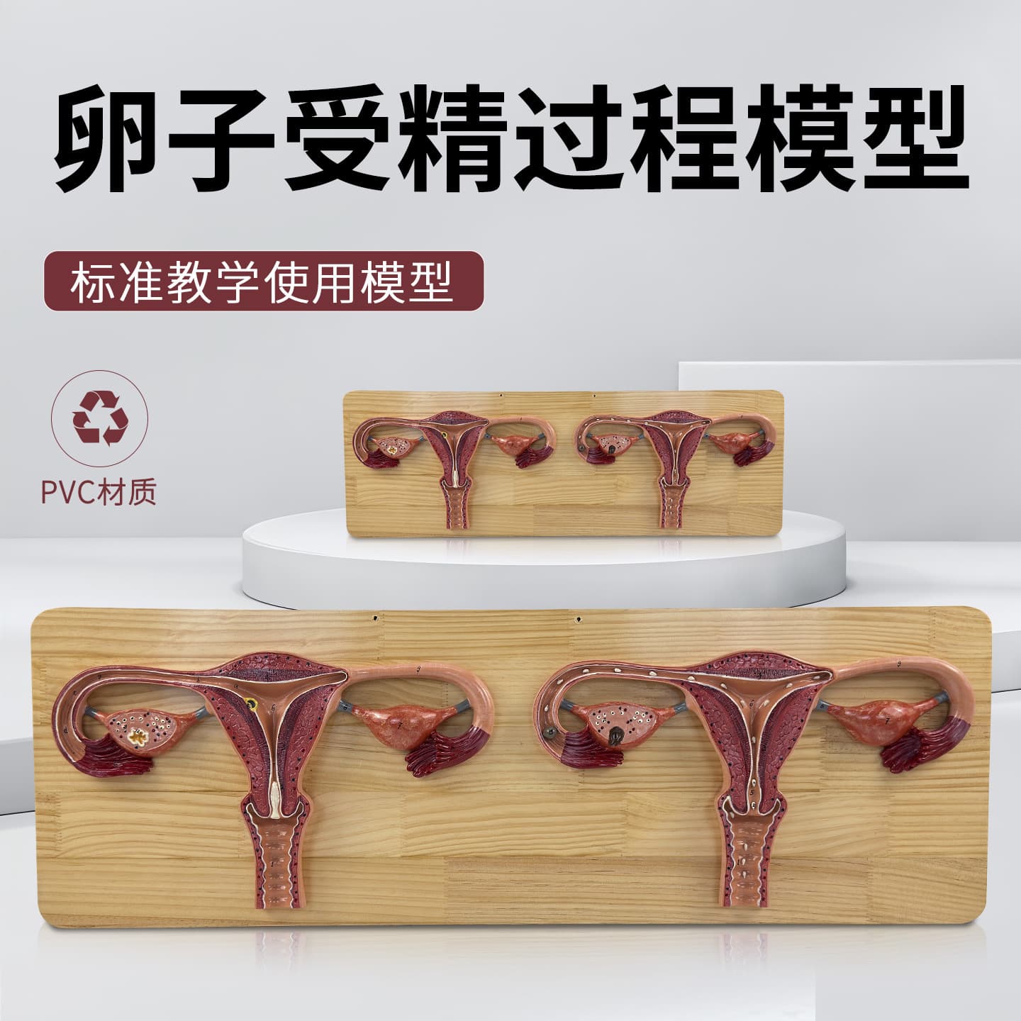 Medical egg fertilization process enlarged anatomical model uterus ovary fertilized egg reproductive department family planning display model