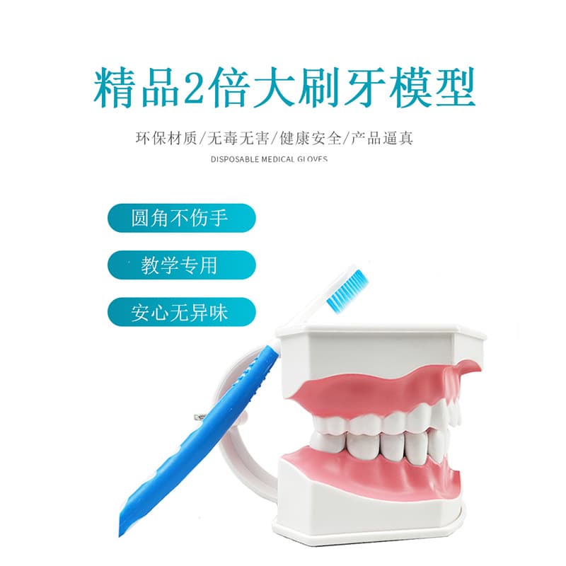 Teaching Model False Teeth, 2x Dental Model, Enlarged Tooth Model with Toothbrush