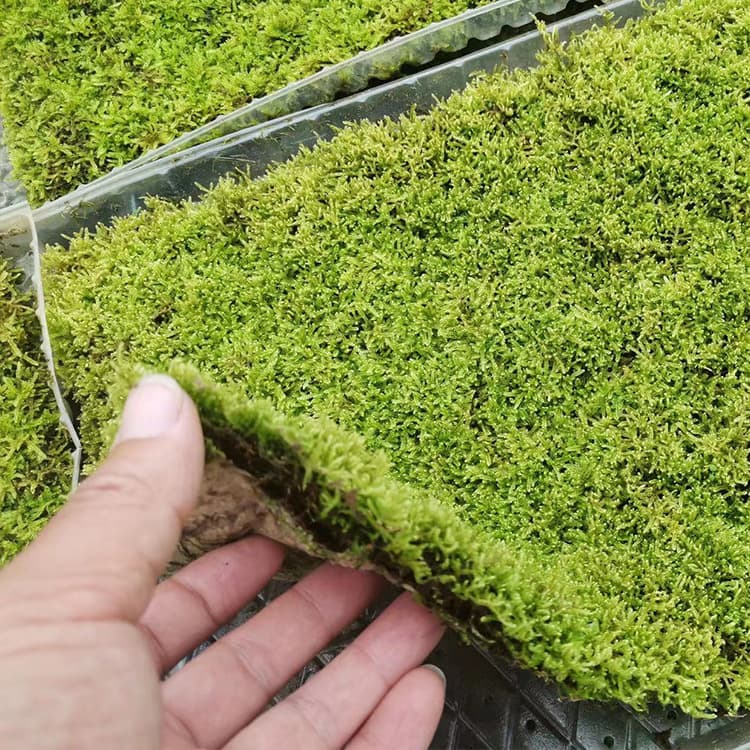 Direct wholesale of various specifications of moss micro-landscape plants, moss potted plants for indoor landscaping, boxed and sheet moss for plant walls
