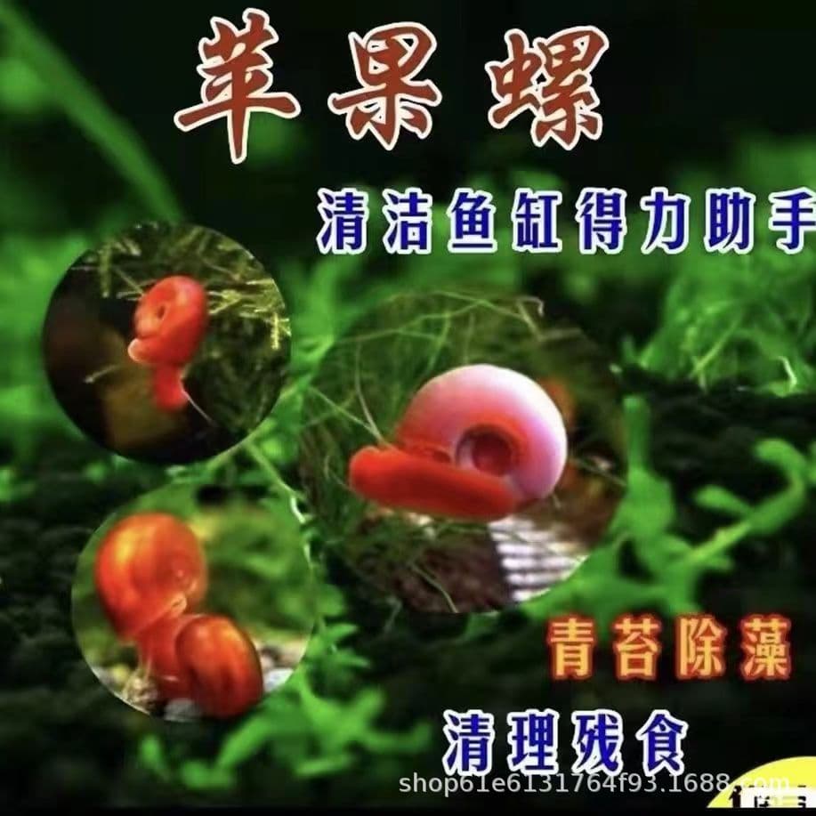 Wholesale Apple Snails Live, Pet Snails, Ornamental Snails, Feed Snails, Ornamental Snails, Algae-Eating Tools, Breakage Compensation