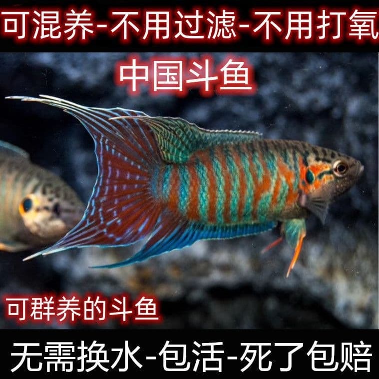 Chinese Fighting Fish Live, Giant Plakat Blue, Hardy and Easy to Keep, Small Tropical Ornamental Fish, Can Be Mixed, Low-Maintenance Tropical Fish