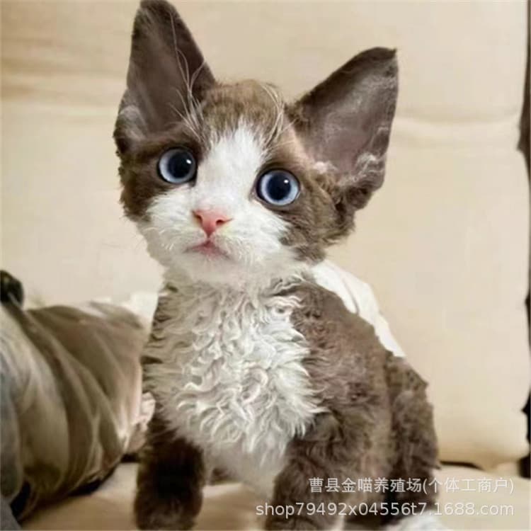 Non-shedding Devon Rex kitten live black and white open-face Devon Rex cat cub living creature odd-eyed Devon Rex cat live