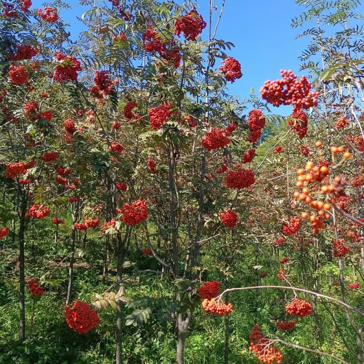 European Rowan Sorbus aucuparia Rowan Tree Seedling Red Fruit Cold Hardy Deciduous Tree