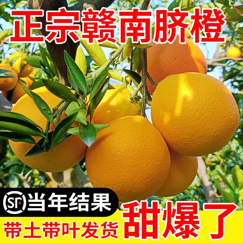 Jiangxi Gannan Navel Orange Seedlings Grafted Newhall Navel Orange Blood Orange Suitable for Southern and Northern Planting Fruit Tree Orange Seedlings